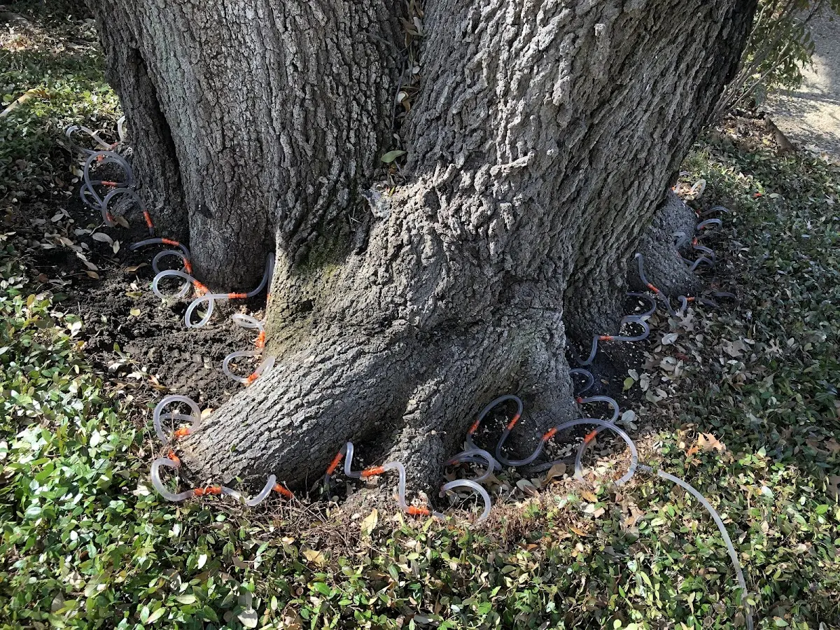 Detailed Tree Cabling and Bracing job site in Bolivia